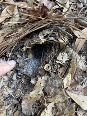 Dasypus novemcinctus