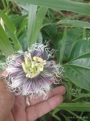 Passiflora edulis