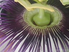 Passiflora edulis