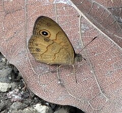 Heteropsis comorensis
