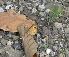 Heteropsis comorensis