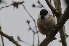 Poecile palustris