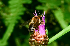 Megachile ligniseca