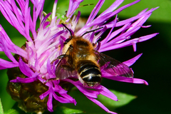 Megachile ligniseca