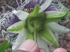 Passiflora edulis