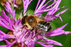 Megachile ligniseca