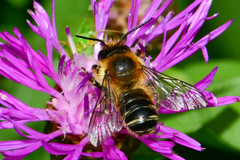 Megachile ligniseca