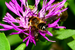 Megachile ligniseca