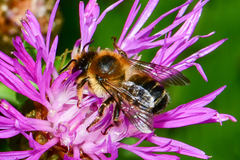 Megachile ligniseca