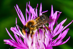 Megachile ligniseca