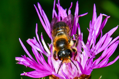 Megachile ligniseca
