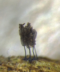 Stemonitopsis microspora