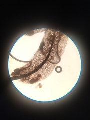 Stemonitopsis microspora