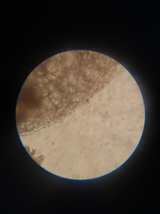 Stemonitopsis microspora