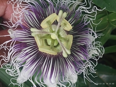 Passiflora edulis