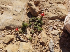 Castilleja scabrida scabrida