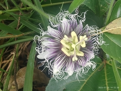 Passiflora edulis