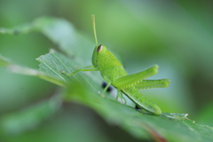 Cyrtacanthacridini