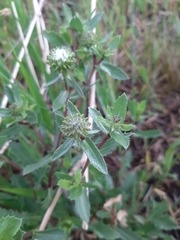 Grindelia subalpina