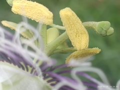 Passiflora edulis