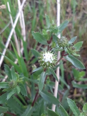 Grindelia subalpina