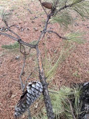 Pinus echinata