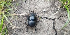Lethrus apterus