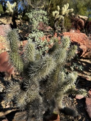 Cylindropuntia bigelovii