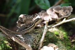 Basiliscus vittatus