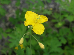 Chelidonium