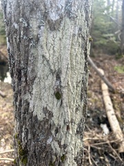 Lecanora thysanophora