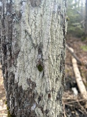 Lecanora thysanophora