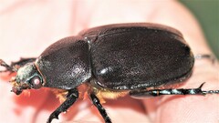Xylotrupes