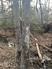 Lecanora thysanophora