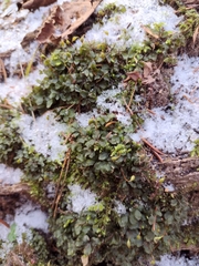 Rhizomnium punctatum