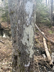 Lecanora thysanophora