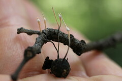 Xylaria comosa