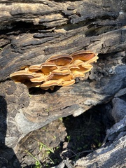 Phyllotopsis nidulans