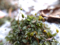 Rhizomnium punctatum