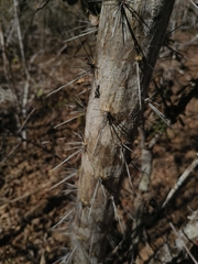 Pereskiopsis blakeana