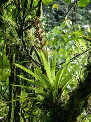 Guzmania donnell-smithii