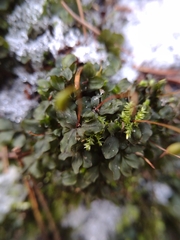 Rhizomnium punctatum