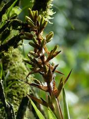 Guzmania donnell-smithii
