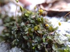 Rhizomnium punctatum