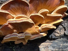 Phyllotopsis nidulans