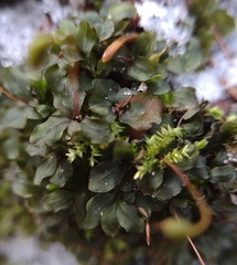 Rhizomnium punctatum