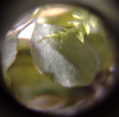 Rhizomnium punctatum