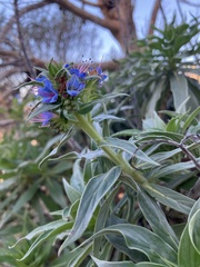 Echium candicans