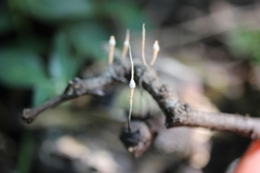 Xylaria comosa