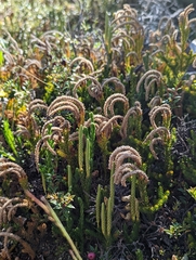 Austrolycopodium magellanicum